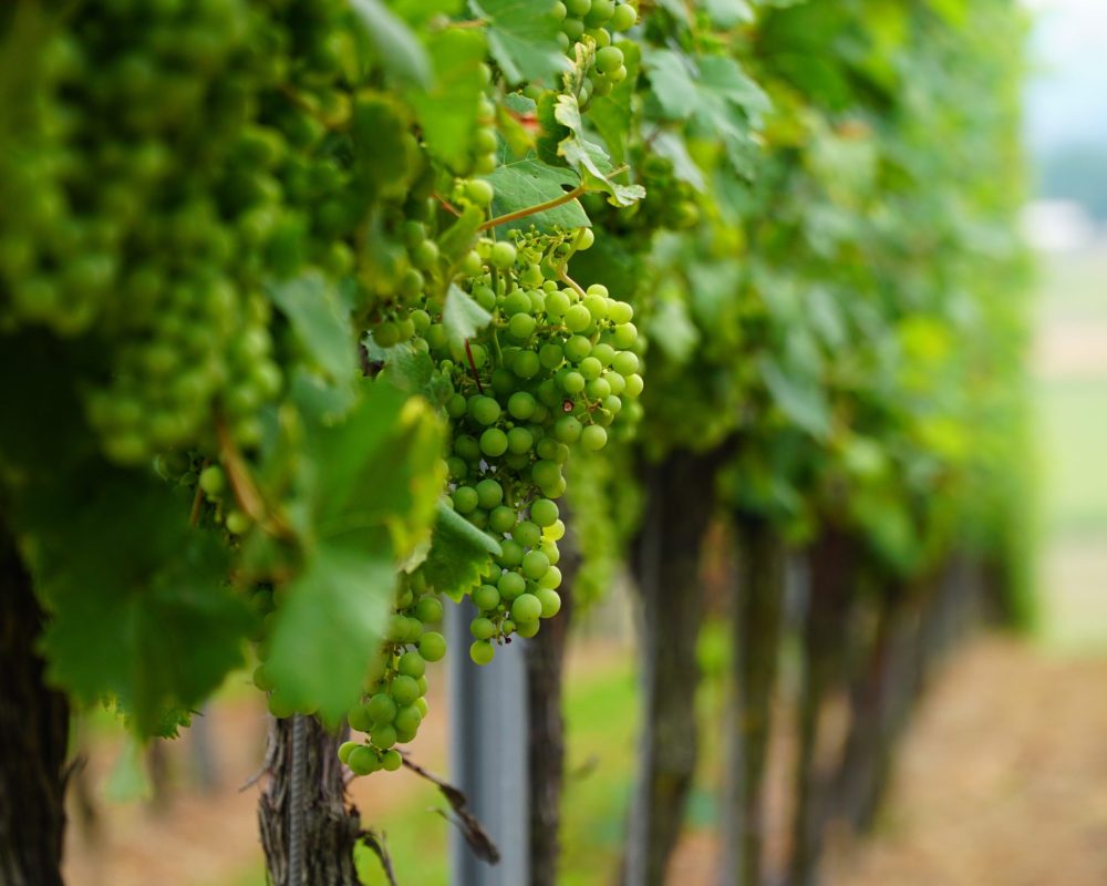 grape-leaf-3555600