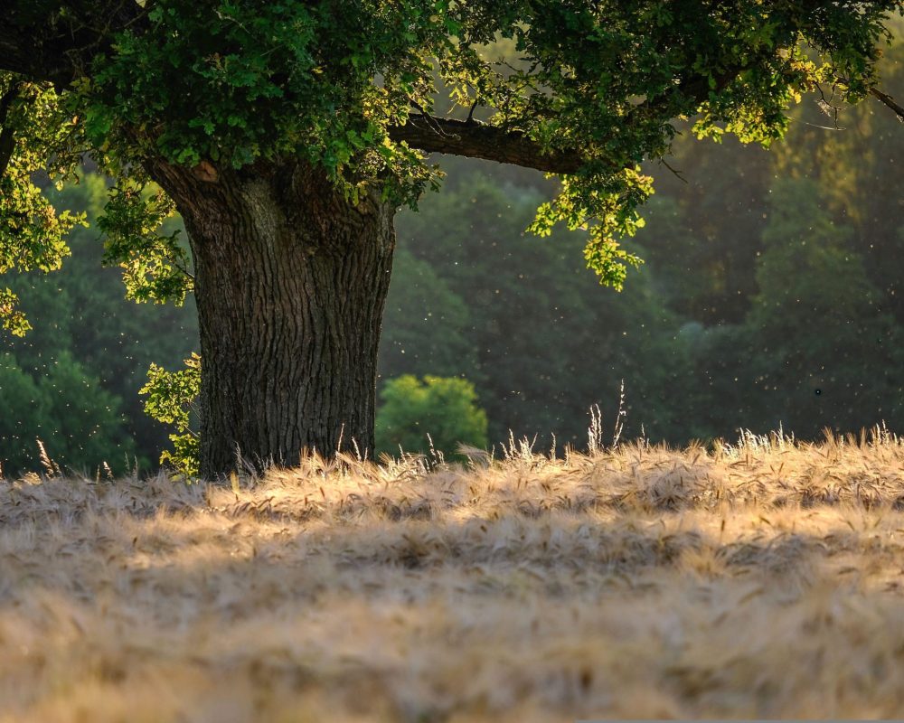 tree-6476331